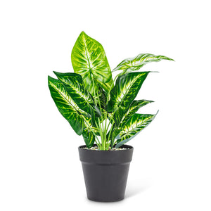 Faux Varigated Leaf Plant