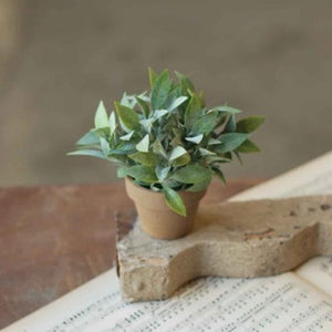 Gatehouse Herb Potted Plant